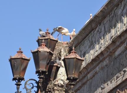 Storks on the city wall